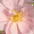 Rózsaszín - Virágágyi grandiflora - floribunda rózsa - Chewgentpeach